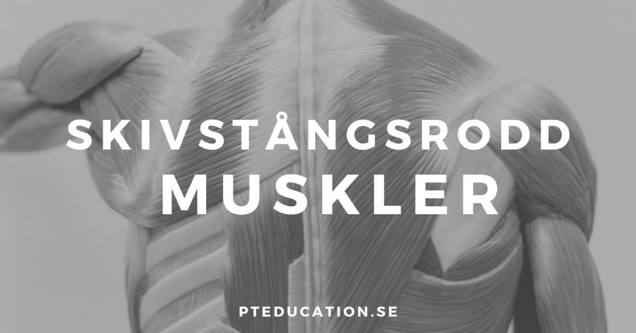 Skivstångsrodd muskler